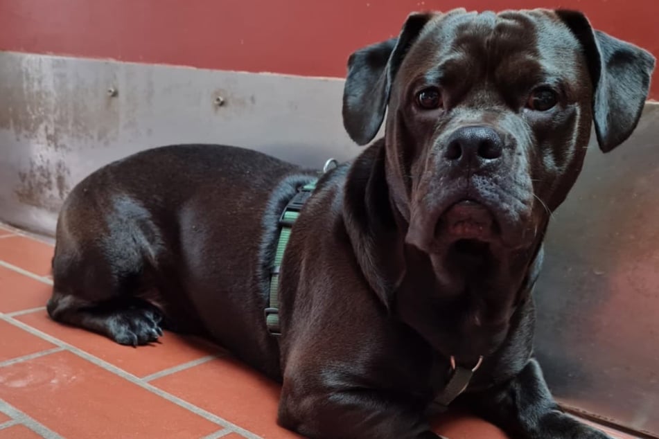 Besonderer Hund wurde auf eBay verschenkt, jetzt lebt Dino im Tierheim
