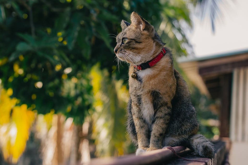 Eine Katze kann sich beim Klettern und Herumstrolchen mit dem Halsband verletzen.