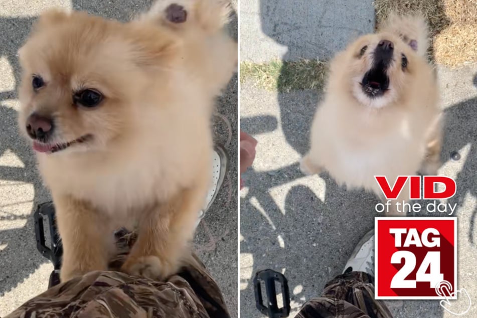 This Pomeranian hilariously yelled at a stranger who tried to pet it.