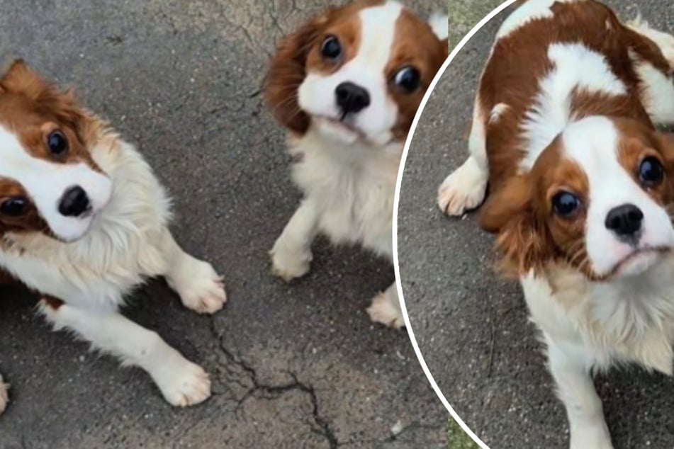 Nach Horror-Start ins Leben suchen vier süße Spaniel-Welpen ein Zuhause