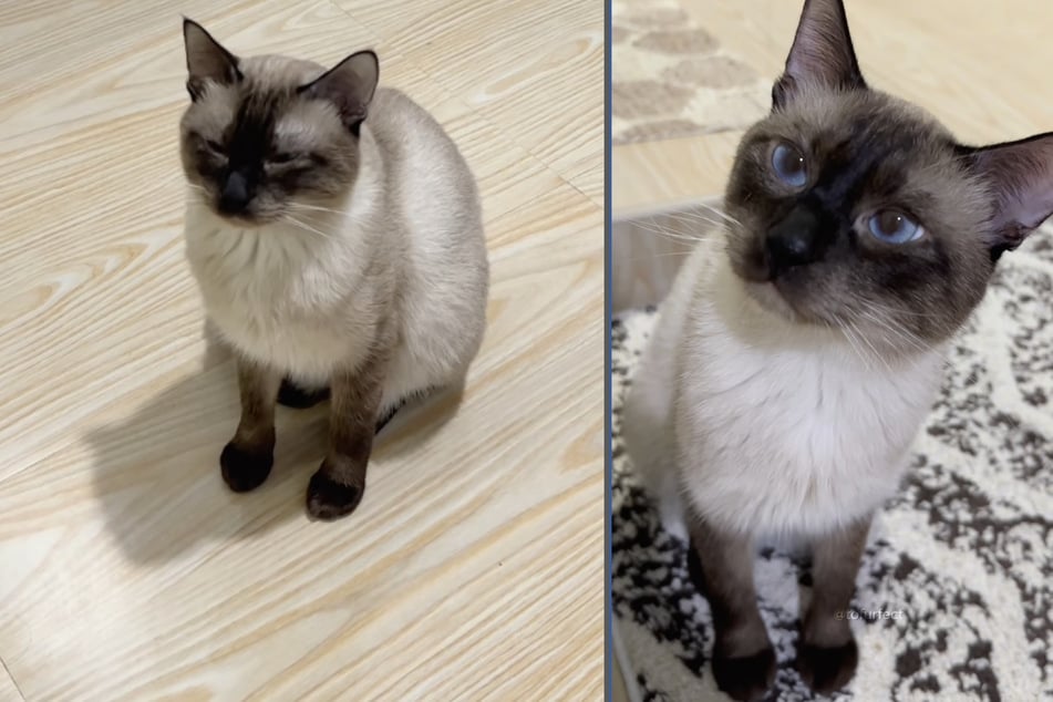 "Tofu", eine Katze von den Philippinen, kam ihrer Besitzerin ziemlich einsam vor.