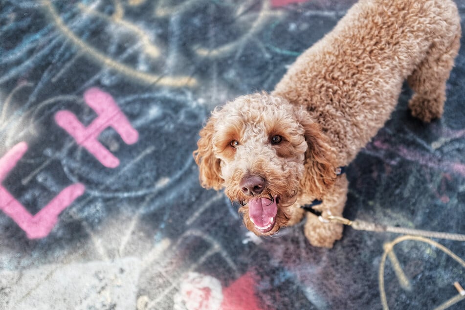 Designer dog breeds like the labradoodle come from clever and complicated breeding.