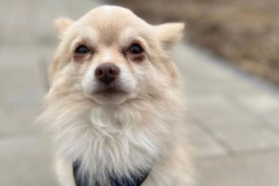 Chihuahua-Mix Ludo sehnt sich nach einem liebevollen Für-Immer-Zuhause bei netten Hundefreunden.