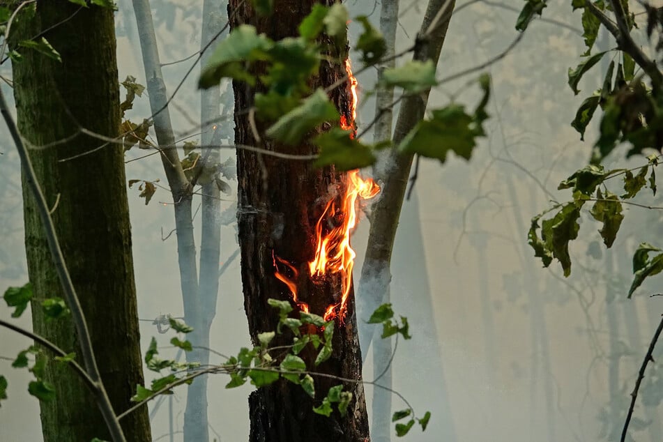 Warum das Feuer in der Heide ausbrach, ist noch unklar.