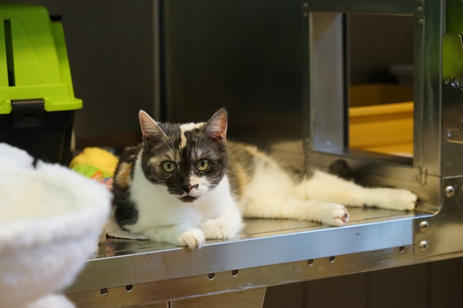 Thalia ist eine elegante, dreifarbige Europäisch Kurzhaar.