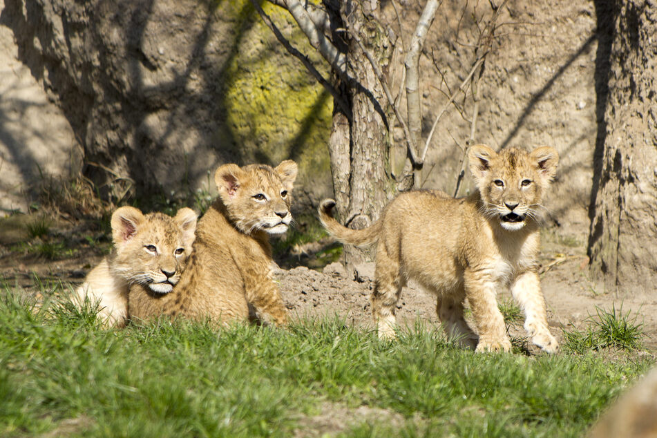 Zahlreiche Besucher strömten nach Wiederöffnung des Zoos in den Tierpark.