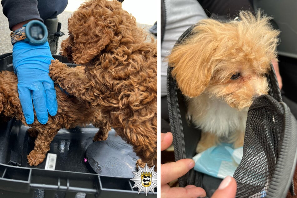 Die Tiere saßen teilweise in ihrem eigenen Kot.