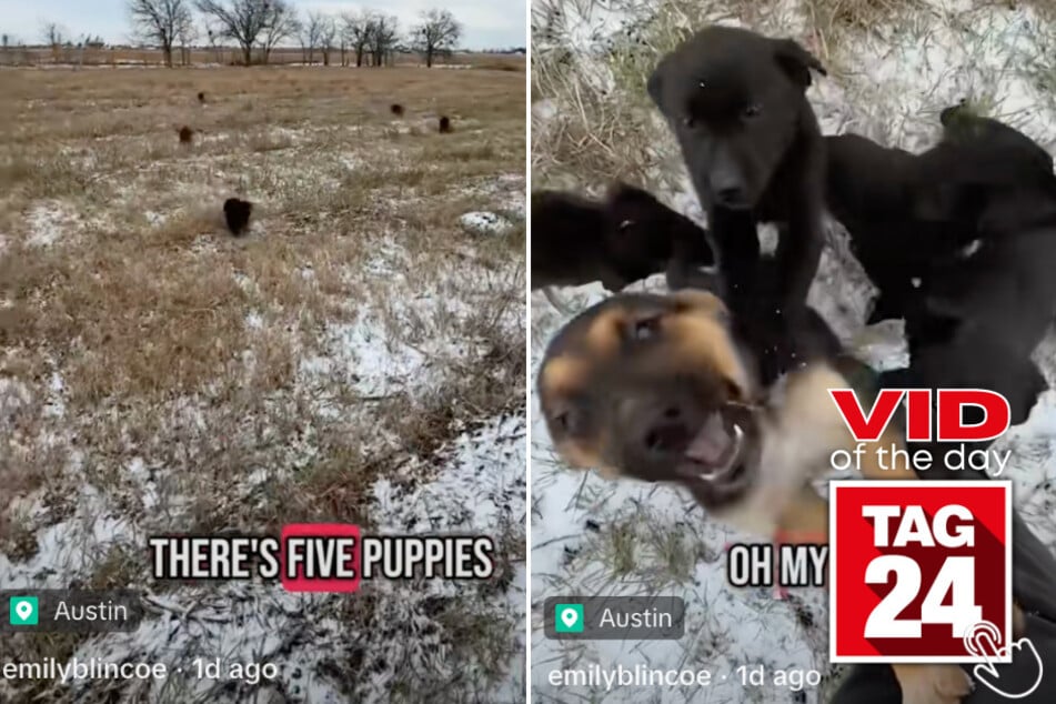 Today's Viral Video of the Day features a woman on TikTok who came across a litter of abandoned puppies in her backyard!