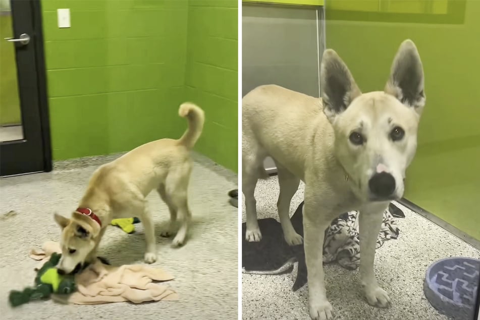 Im Tierheim angekommen, gewöhnt sich Rieger nun nach und nach an seine neue Umgebung.