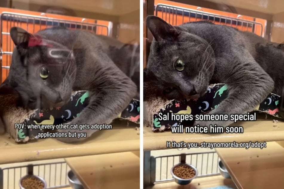 Kater Sal ist untröstlich: Zwei Jahre nach seiner Adoption wurde er wieder ins Tierheim zurückgebracht.