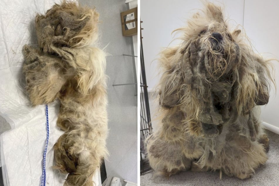 Abandoned dog has astonishing transformation after rescue