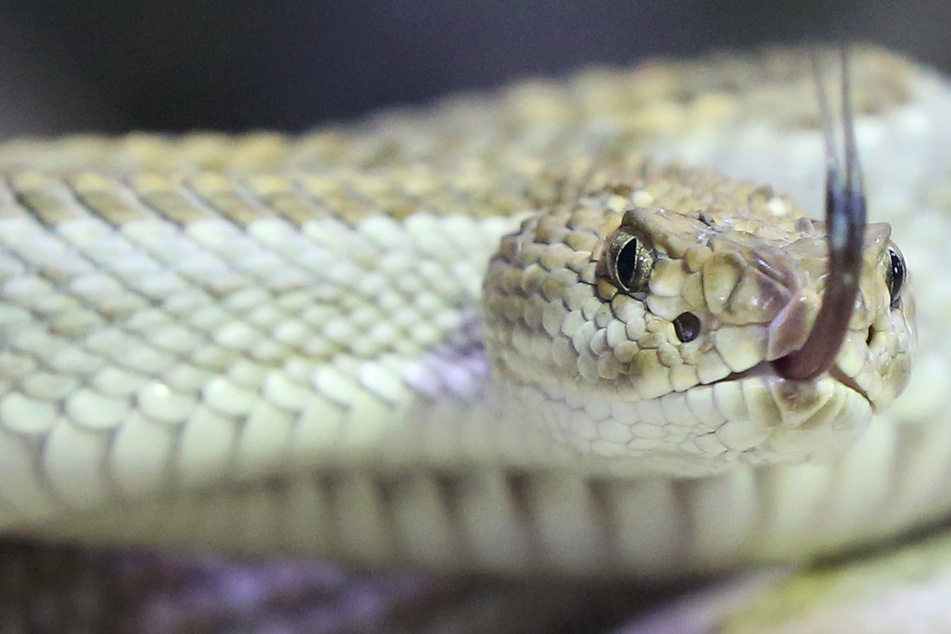 Hochgiftige Schlagen sichergestellt: Bleibt die Kommune auf den Kosten sitzen?