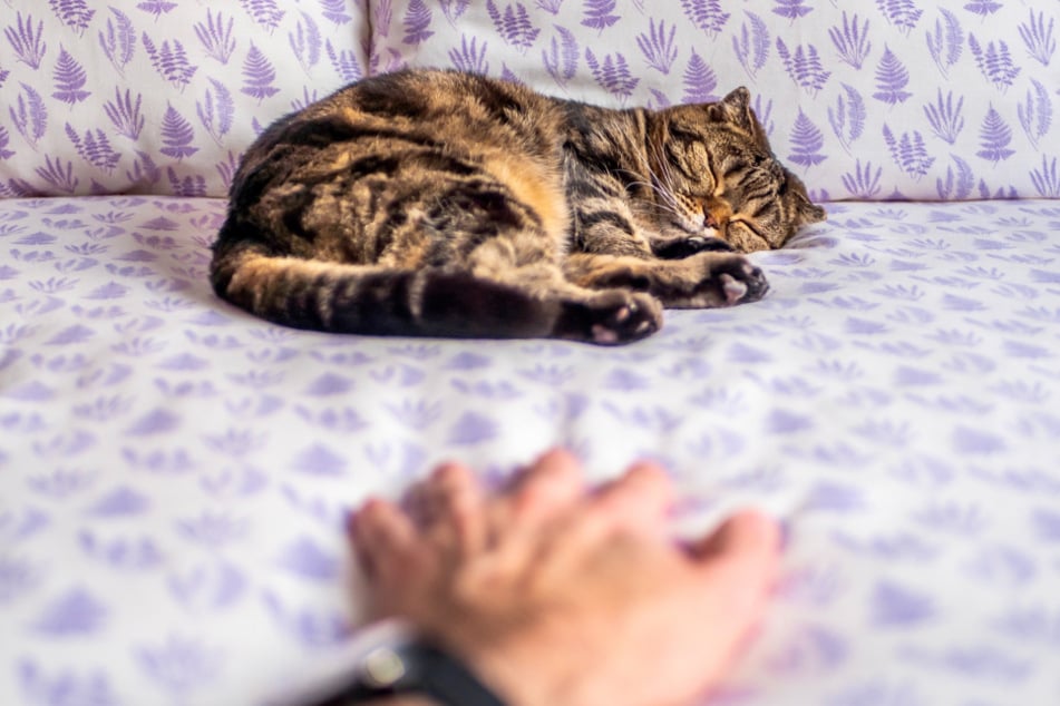 Schlafende Katzen sollten nicht gestreichelt werden, da sie sich gerade erholen und womöglich hochschrecken.