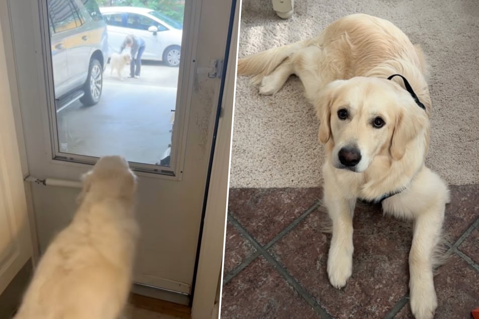 Golden Retriever ve a su dueño con un nuevo perro: su reacción derrite corazones.