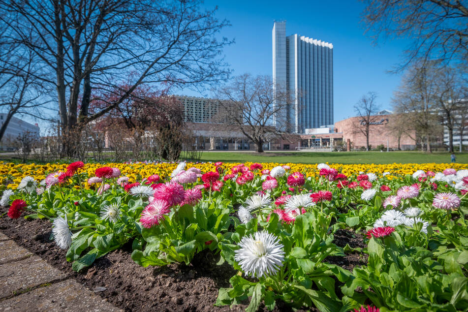 In Chemnitz verschönern 10.600 Frühjahrsblüher und 8800 Tulpen Parkanlagen und Stadtbild.