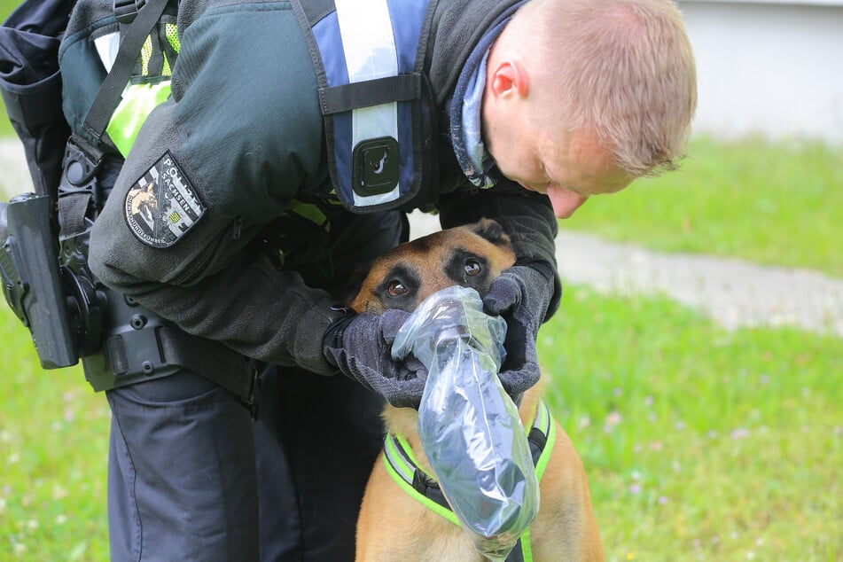 Wenige Sekunden schnüffelt "Magic" an der Geruchsprobe der gesuchten Person, ehe die Suche beginnt.