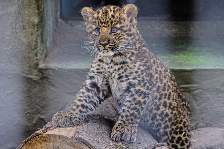Vielen Tieren wie zum Beispiel diesem jungen Leoparden aus dem Zoo Hoyerswerda käme das Böllerverbot an Silvester sicherlich sehr gelegen.