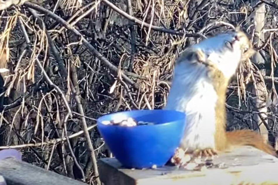 Squirrel gets drunk and the internet loves it!