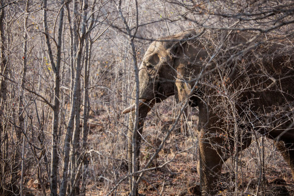 Ein Elefant steht zwischen Bäumen im Pilanesberg-Nationalpark.