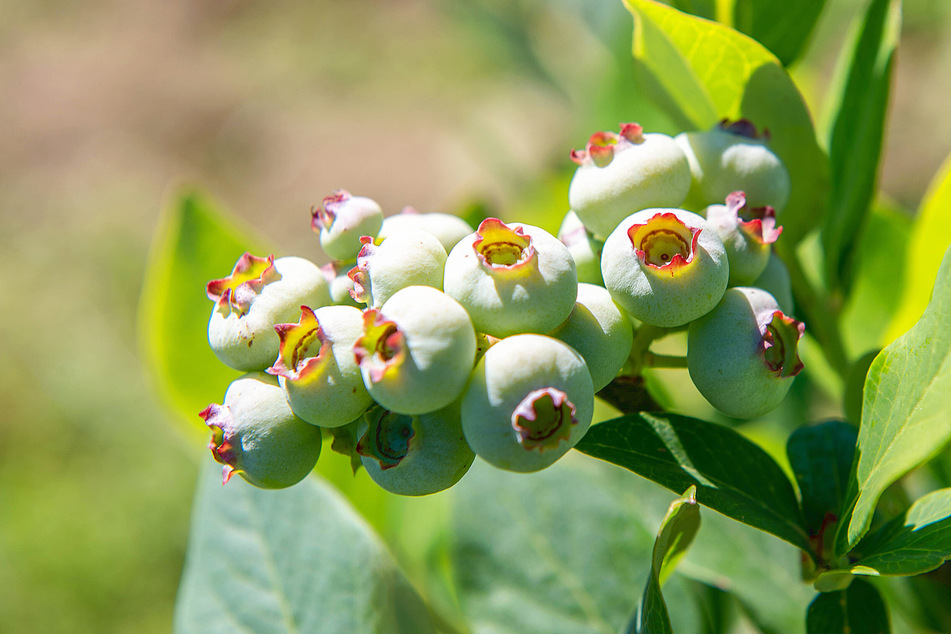 Blueberry harvests could happen earlier, unless frosts kill the optimistic berries first.