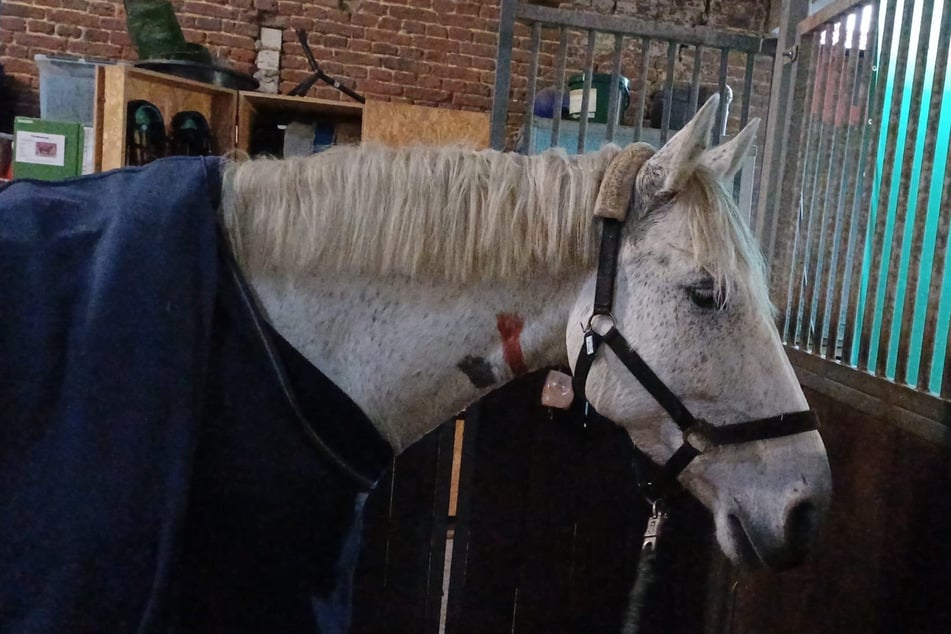 "Pirat" überstand die Rettungsaktion unbeschadet.