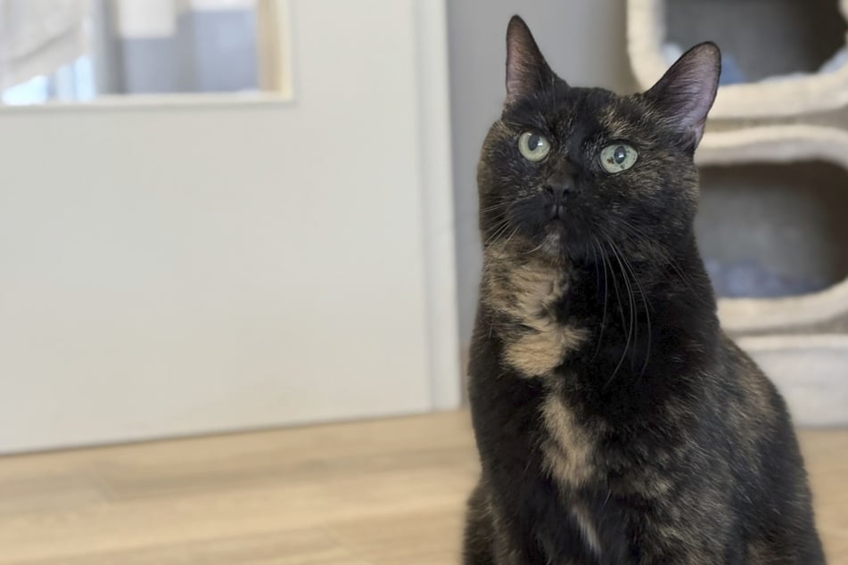 Trotz ihres fortgeschrittenen Alters ist die Katze noch fit.