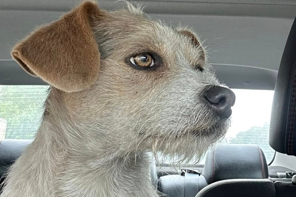 In Sicherheit: Bruno konnte zum Glück von der Straße gerettet werden.