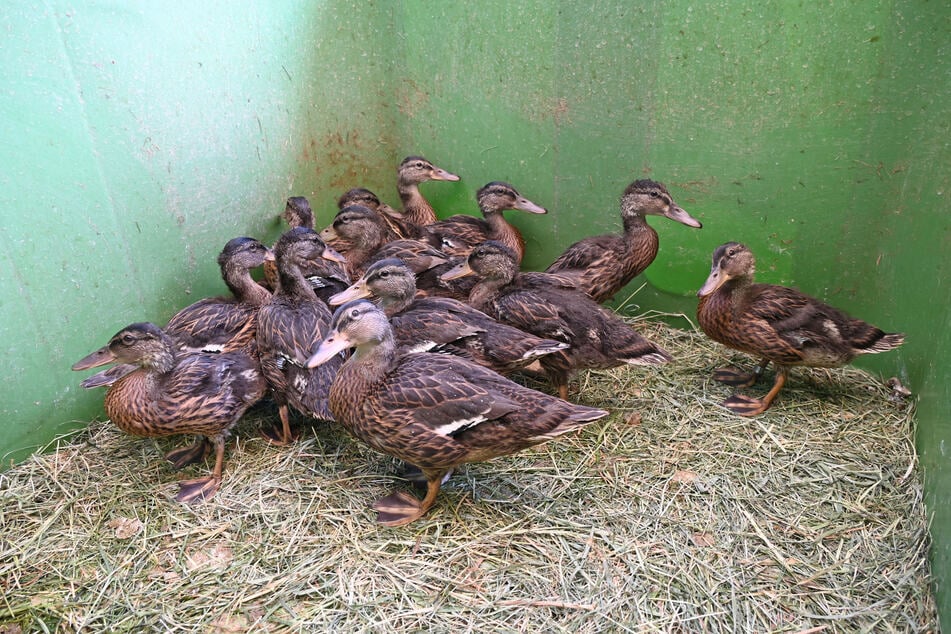 Die jungen Enten werden im besten Fall mitsamt der Mutter eingefangen.