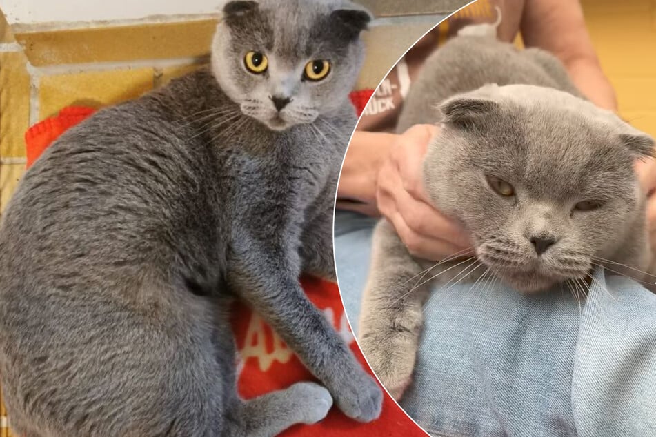 Gefährlicher Katzen-Modetrend: Samah leidet unter Qualzucht