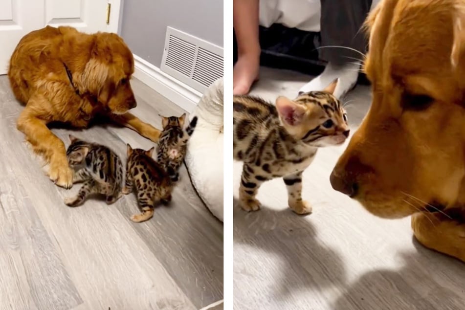 Golden retriever becomes fast friends with kittens in adorable TikTok