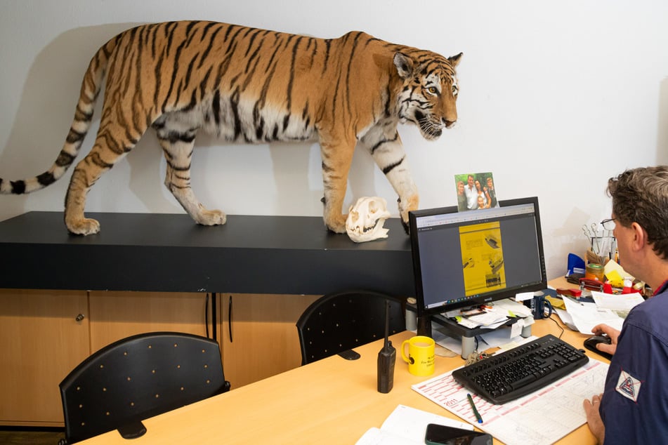 Das Leben nach dem Tod: Hoywoys letzter Zoo-Tiger macht nochmal Karriere