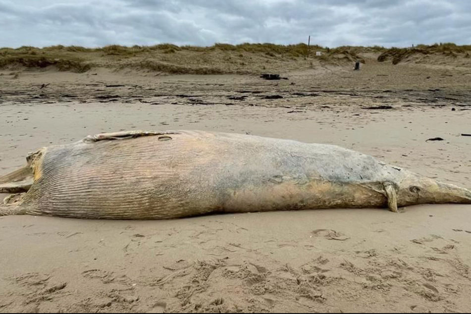 Der tote Zwergwal liegt aktuell noch am Rantumer Strand. Am Mittwoch soll er abtransportiert werden.
