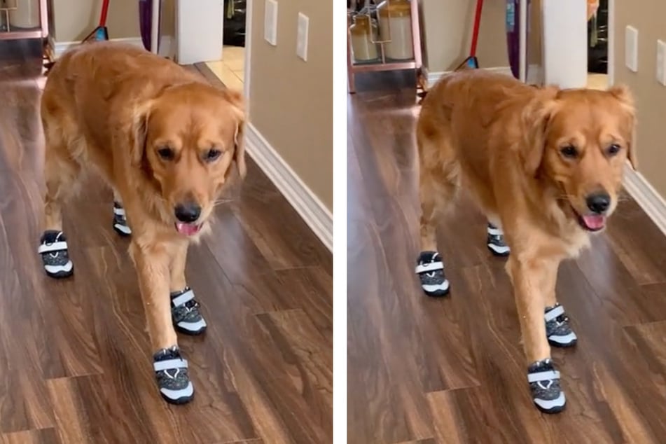 Dog Tucker has created TikTok video gold trying out his new booties.
