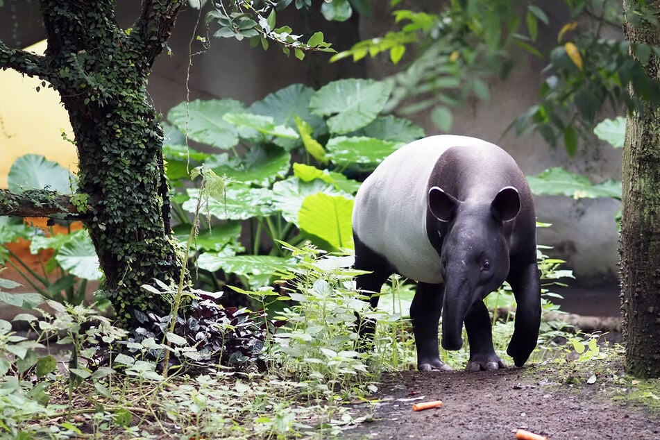 Tapir-Weibchen Nessa (2) ist seit zweieinhalb Monaten im Leipziger Gondwanaland zu sehen.