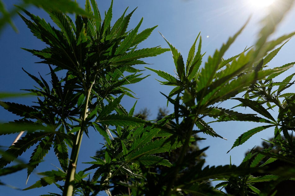 Small amounts of marijuana are legal for recreational use in two dozen states.