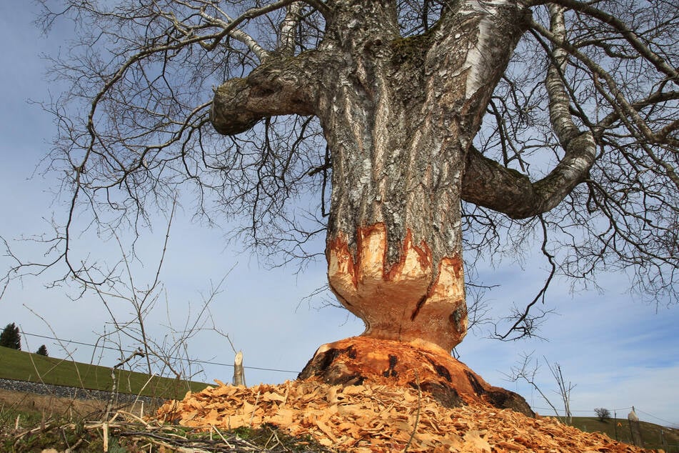 Biber nagen gerne am Holz. Deshalb sorgen sich viele Menschen um ihre Baumbestände. (Archivbild)