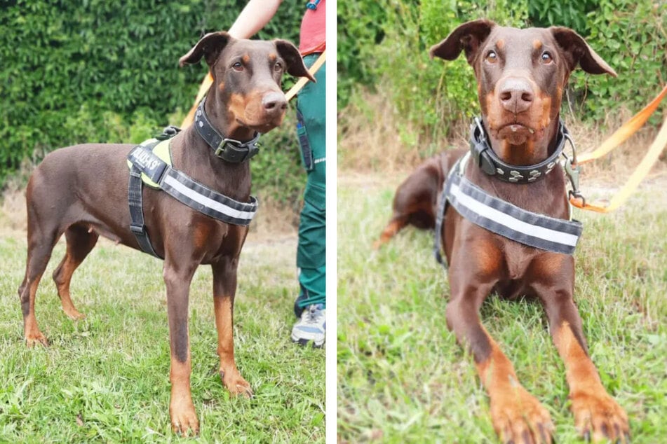 Kann Dobermann Toffi (6) Dein Herz erobern?