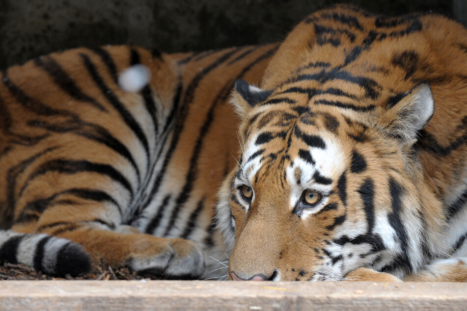 Tiger Igor reifte im Landauer Zoo zu einer echten Ikone heran.