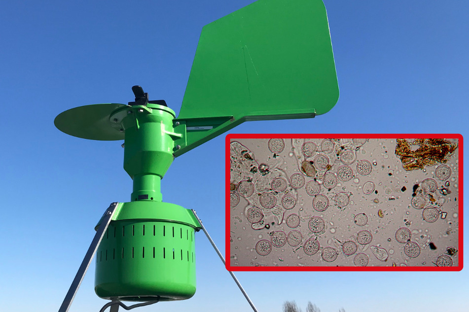 Pollenflug: Forscher belegen Phänomen, das Allergie-Probleme verstärkt