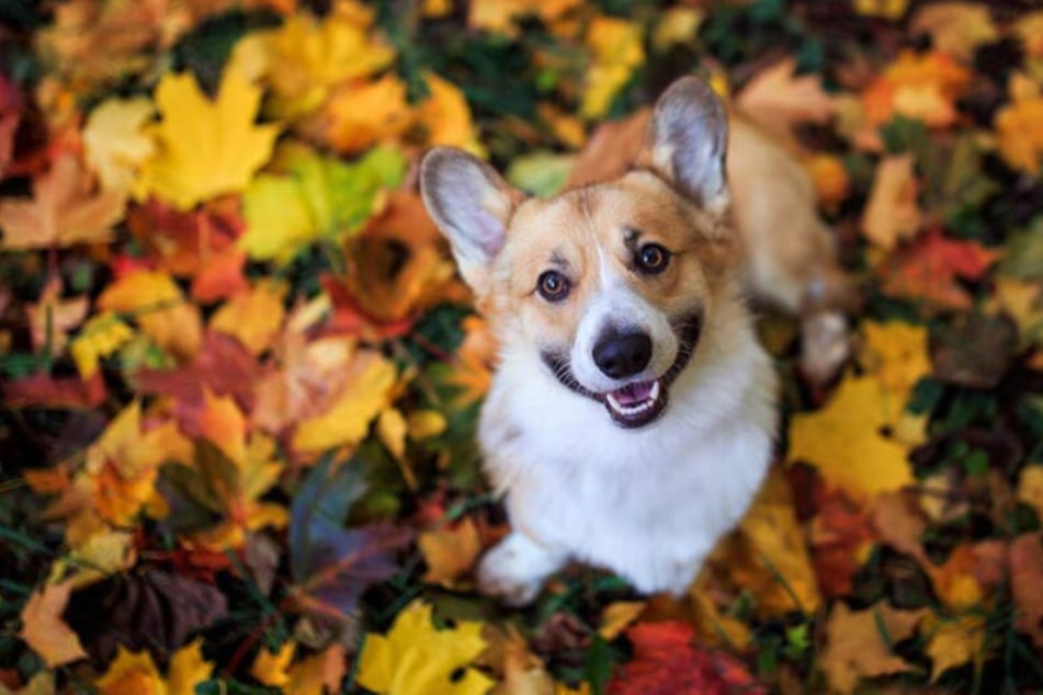 Your Pet's Favorite Products Just Got More Affordable