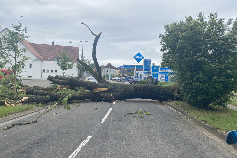 Der Baum fiel quer auf die Straße und blockierte diese komplett.