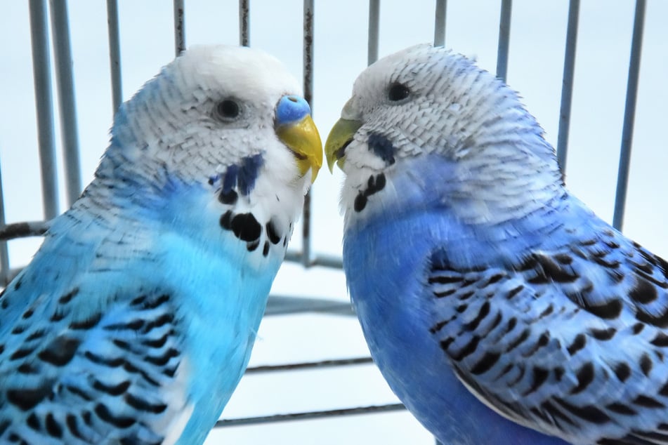 Weibchen brauchen kein Männchen, um Eier zu legen.