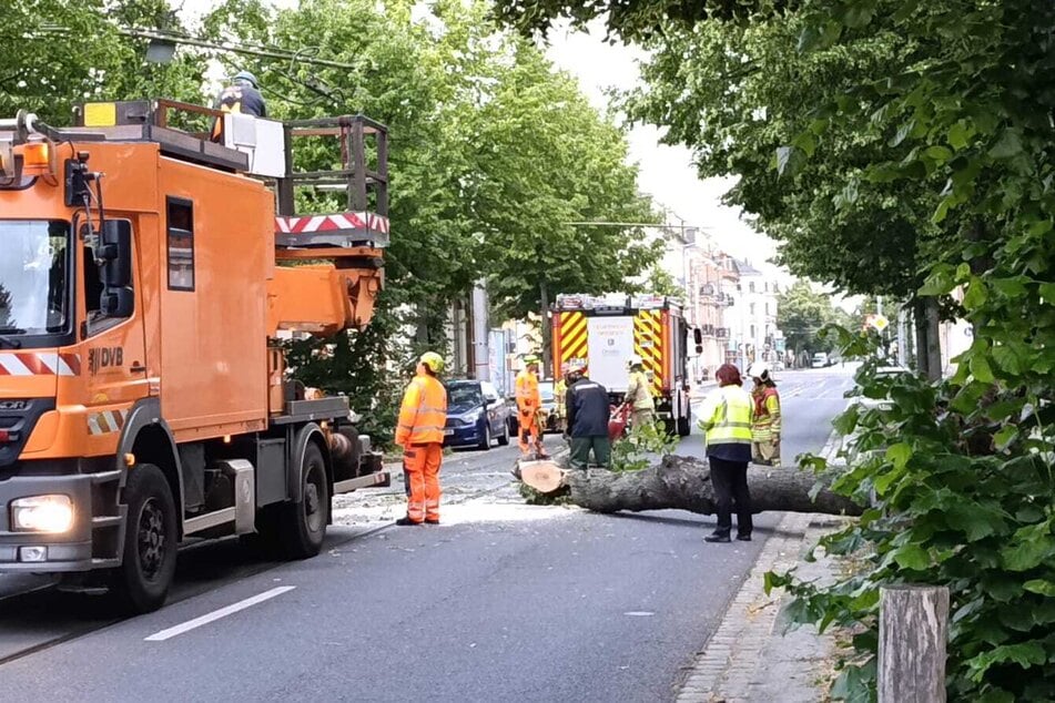 Kameraden der Feuerwehr sind dabei, den dicken Stamm mit einer Kettensäge zu beseitigen.