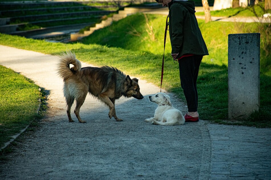 Hunde in der Pubertät zeigen erstmals Interesse am anderen Geschlecht. Hunde-Halter sollte deswegen besonders aufmerksam sein, wenn ihr Hund Kontakt zu anderen hat.