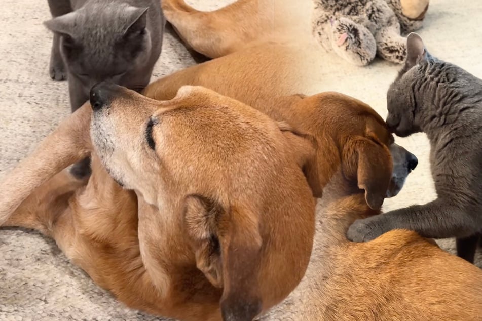 Gato se comporta de forma extraña con el perro: al descubrir la verdad, la dueña siente que su corazón se rompe.