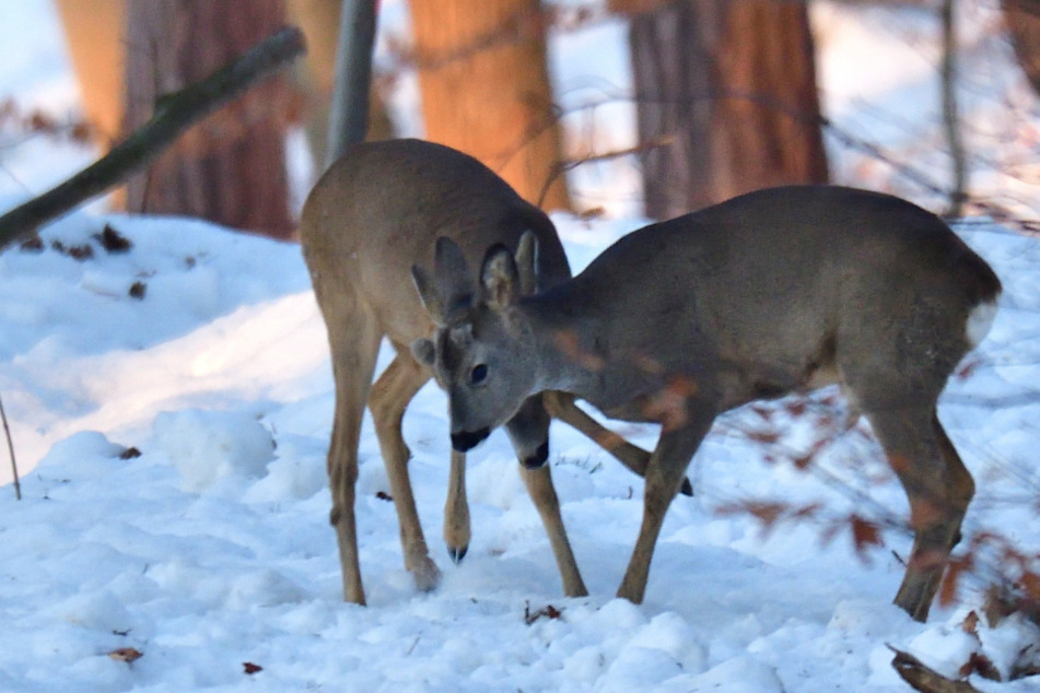 Die Polizei fand die abgetrennten Köpfe zweier Rehe im Wald.
