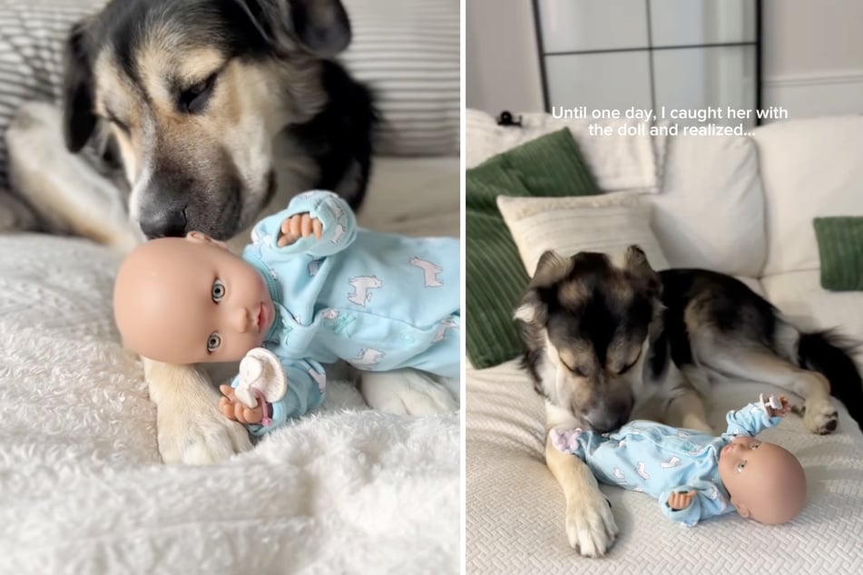 Da die Babypuppe die alte Kleidung der Zwillinge trug und deshalb nach ihnen roch, begann sich die Hündin um das Spielzeug zu kümmern.