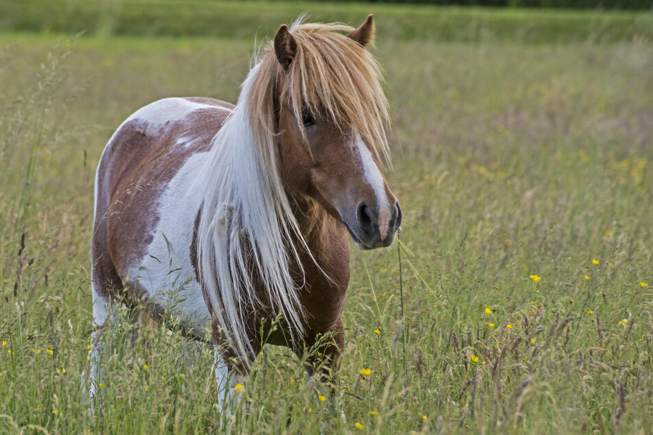 Zwei Shetlandponys sind gestorben, nachdem sie auf einer Landstraße von einem Audi erfasst wurden. (Symbolbild)