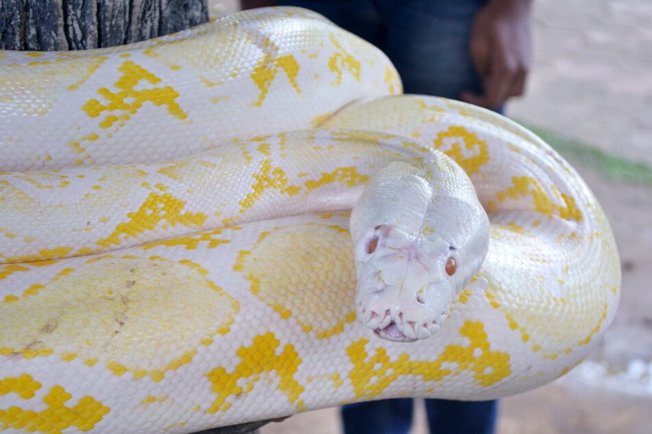 The largest snake in the world was also said to be profoundly colorful (stock image).