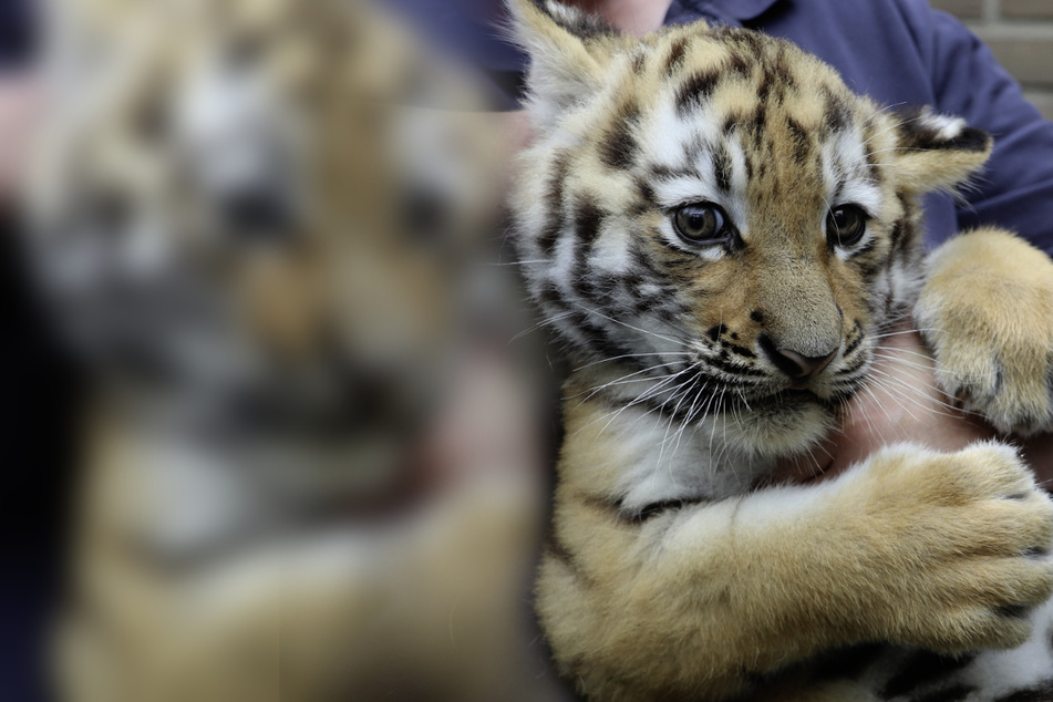 Zoo zeigt besonderen Tiger-Nachwuchs und verrät Geschlecht